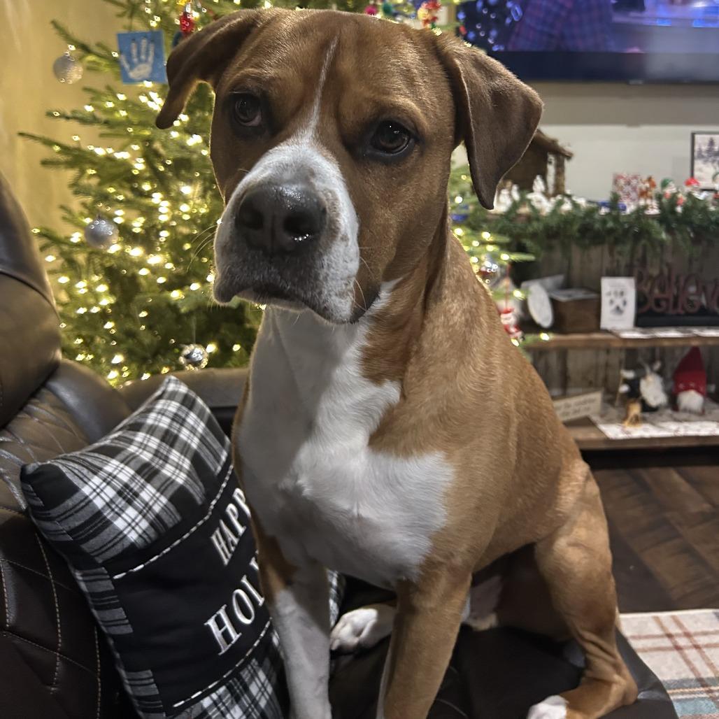 Enlarge Dinero, a Adoptable mixed breed in Wadena, MN image 4/6