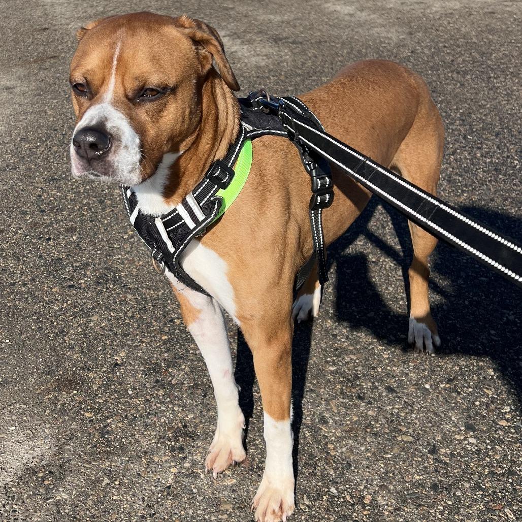 Enlarge Dinero, a Adoptable mixed breed in Wadena, MN image 5/6