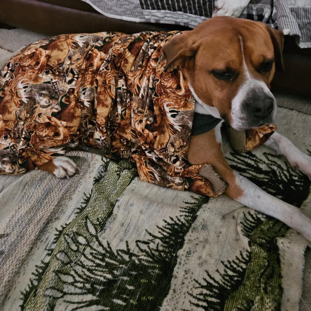 Enlarge Dinero, a Adoptable mixed breed in Wadena, MN image 6/6