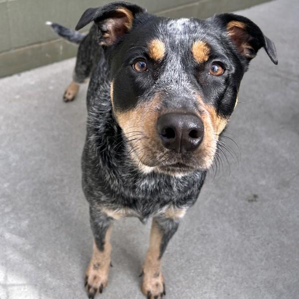 Enlarge Ixora, a Adoptable mixed breed in Dublin, CA image 1/4