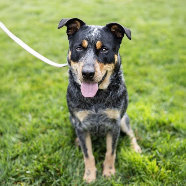 Enlarge Ixora, a Adoptable mixed breed in Dublin, CA image 2/4