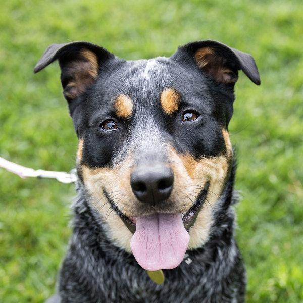 Enlarge Ixora, a Adoptable mixed breed in Dublin, CA image 3/4