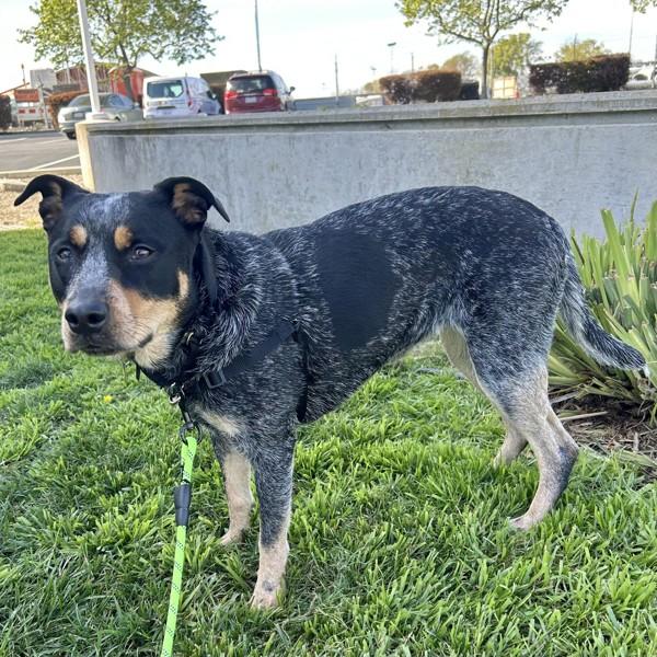 Enlarge Ixora, a Adoptable mixed breed in Dublin, CA image 4/4