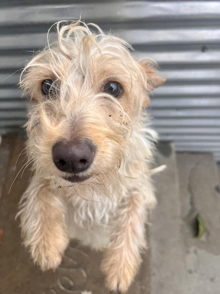 Bailey, a Adoptable mixed breed in Claremont, CA image 1/6