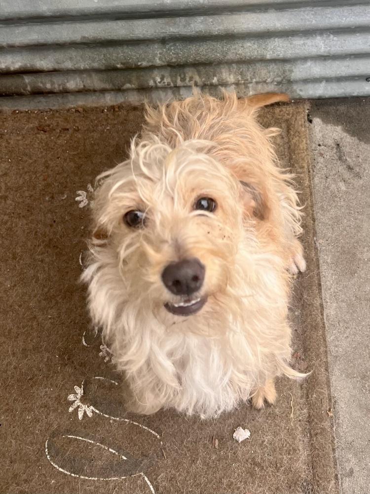 Bailey, a Adoptable mixed breed in Claremont, CA image 3/6