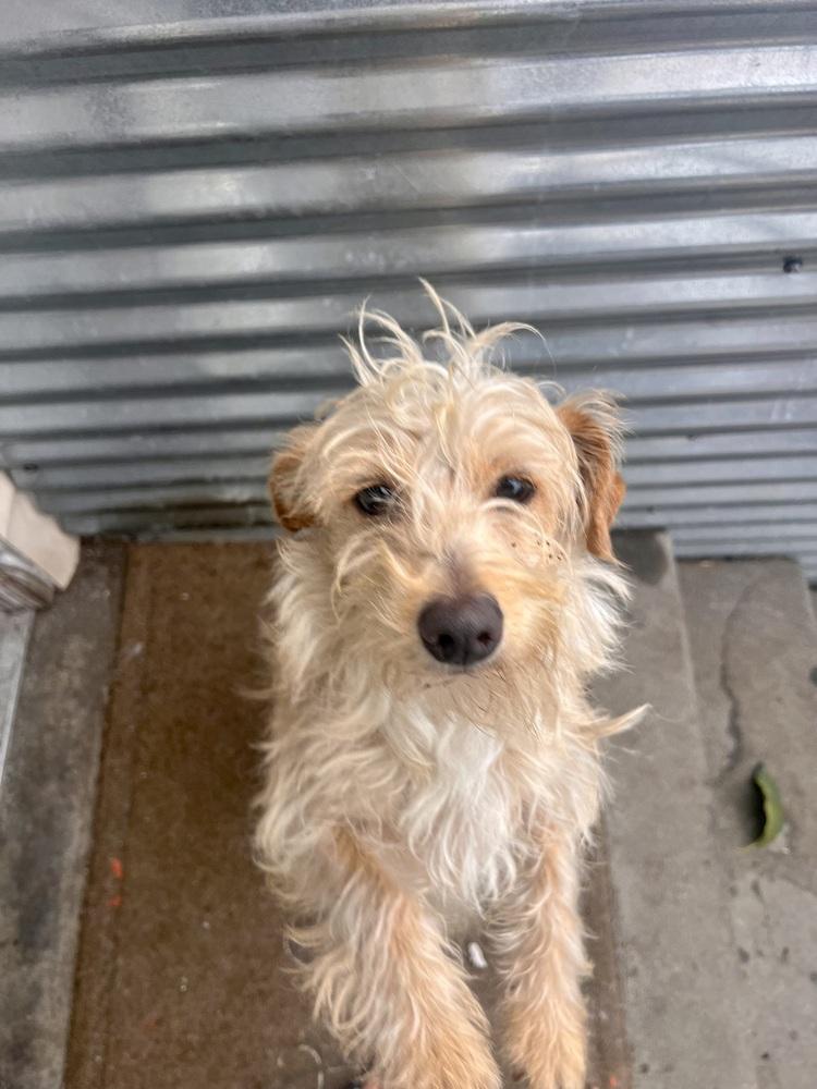 Bailey, a Adoptable mixed breed in Claremont, CA image 4/6
