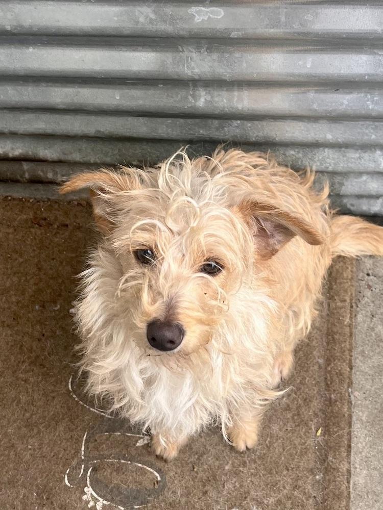 Bailey, a Adoptable mixed breed in Claremont, CA image 5/6