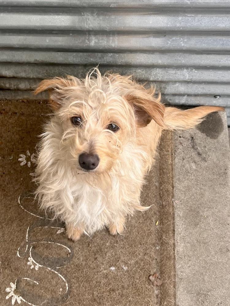 Bailey, a Adoptable mixed breed in Claremont, CA image 6/6