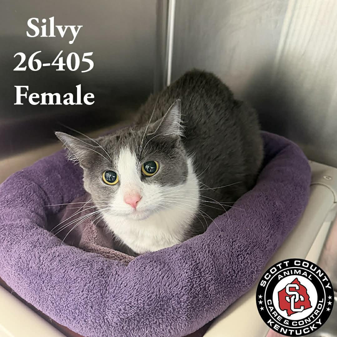 Silvy, Adopted, Adult Female Domestic Short Hair.