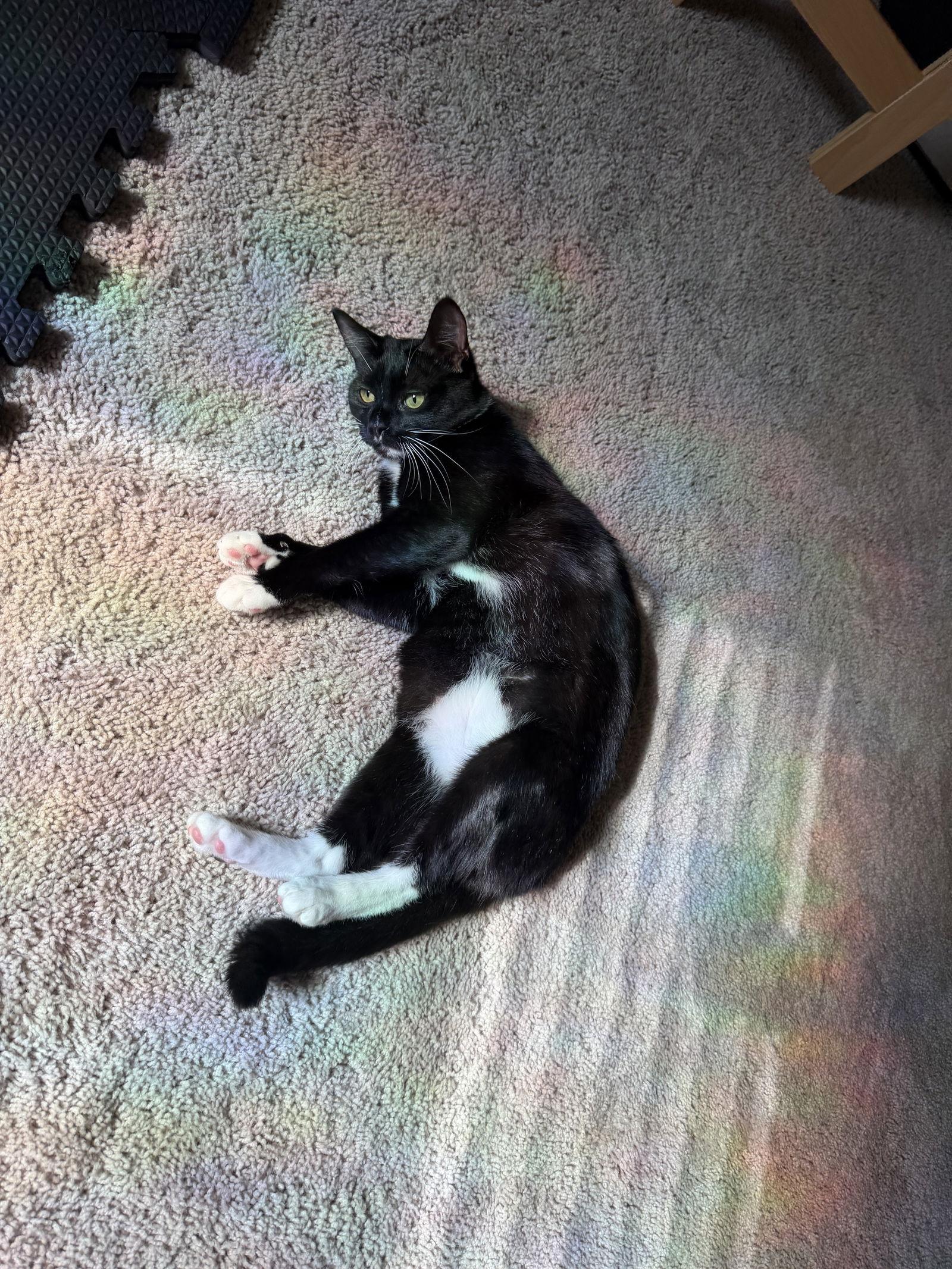 Moonbeam, Adopted, Kitten Female Domestic Short Hair.