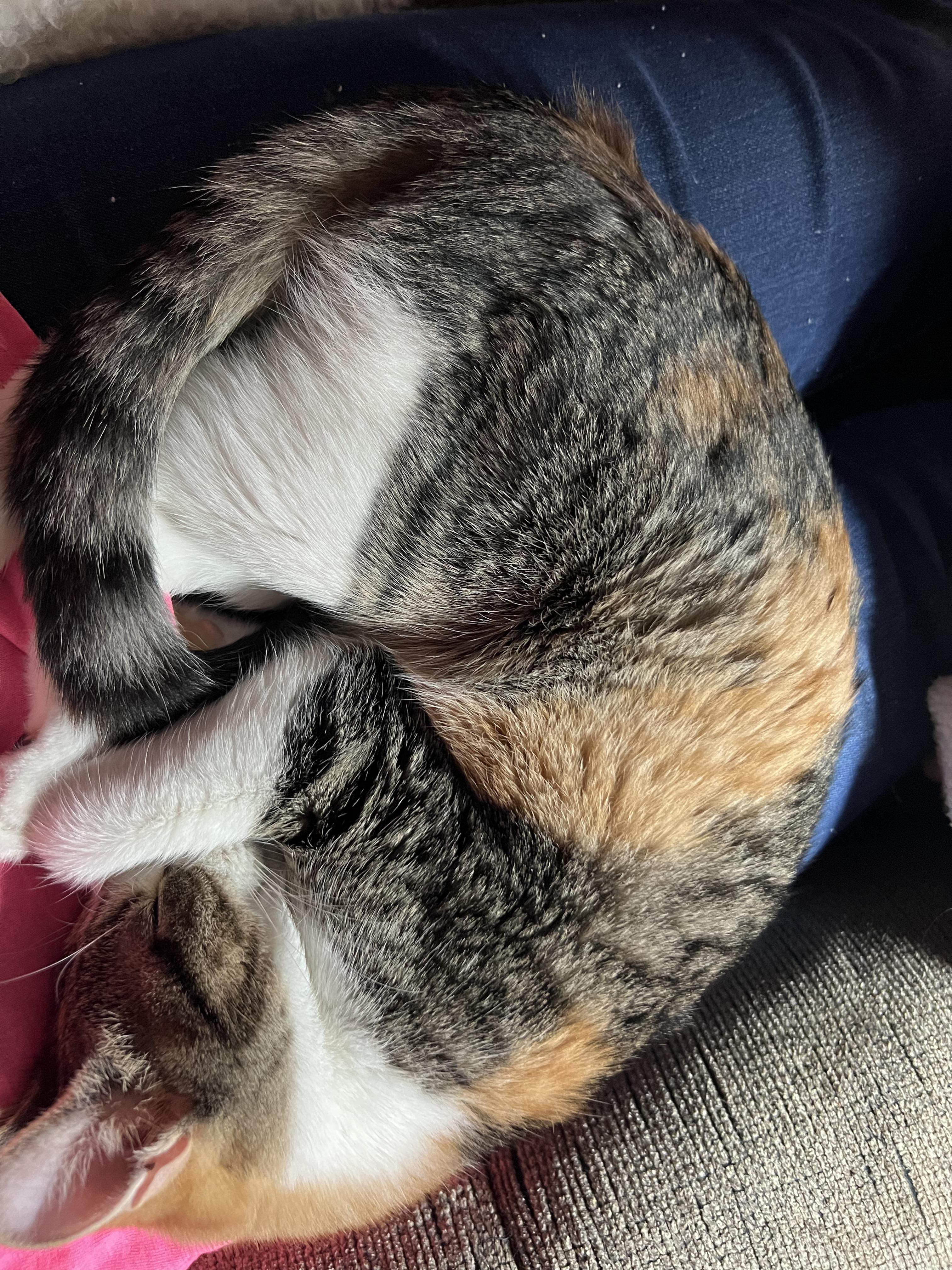 Enlarge Peony, a Adoptable Domestic Short Hair in Little Falls, MN image 2/5