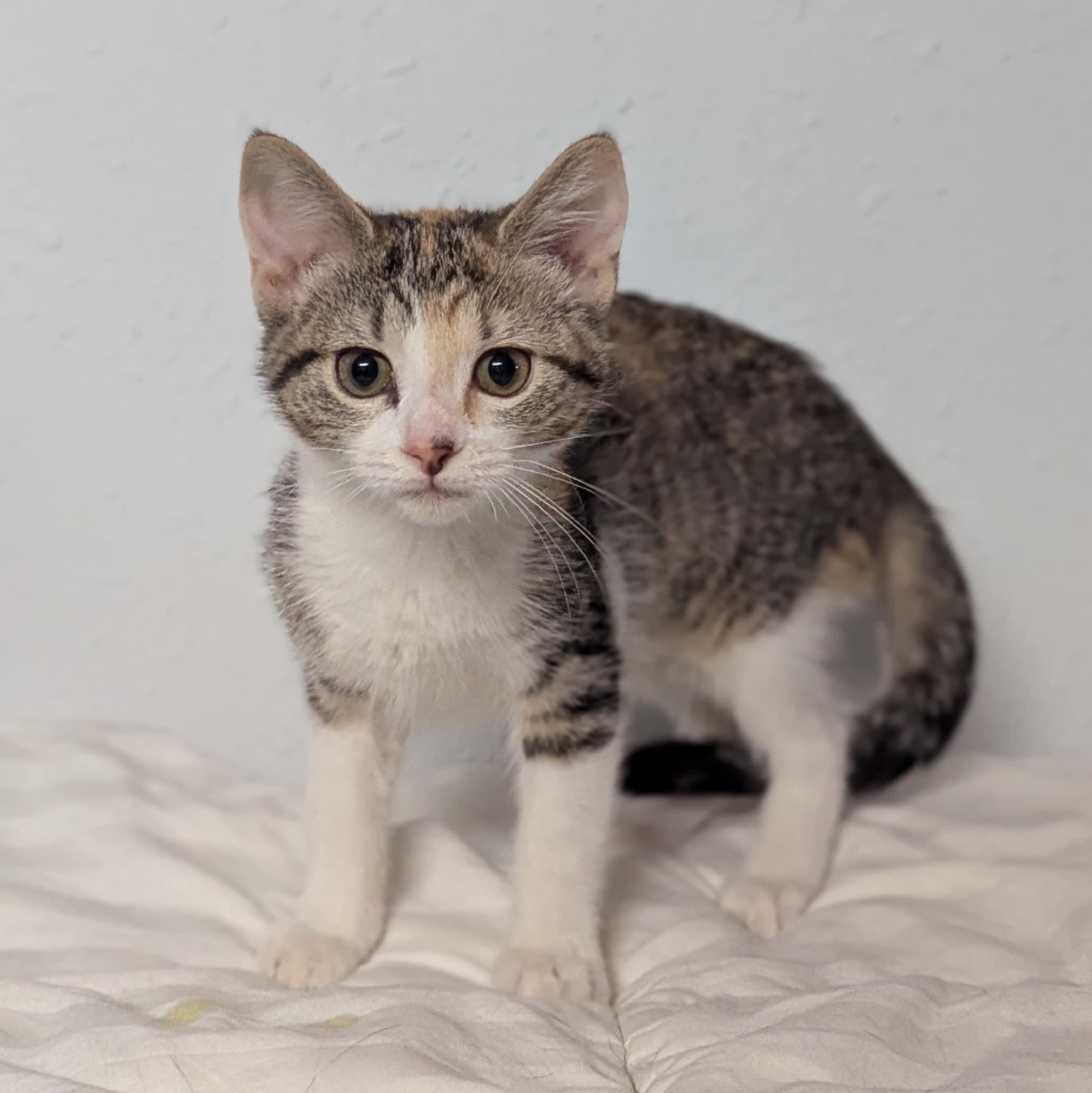 Peony, an adoptable Domestic Short Hair in Little Falls, MN, 56345 | Photo Image 3