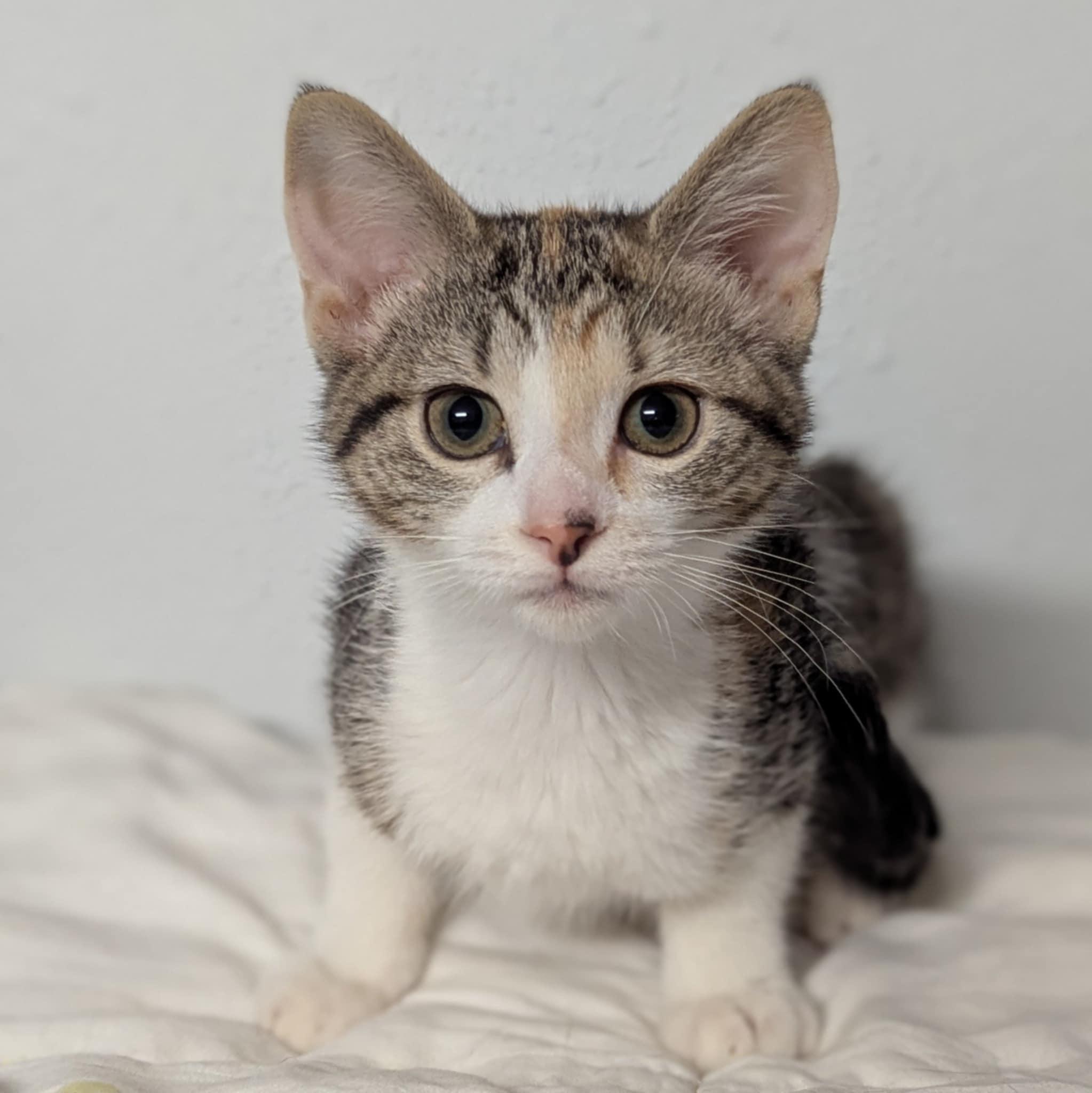 Peony, Adoptable, Young Female Domestic Short Hair.