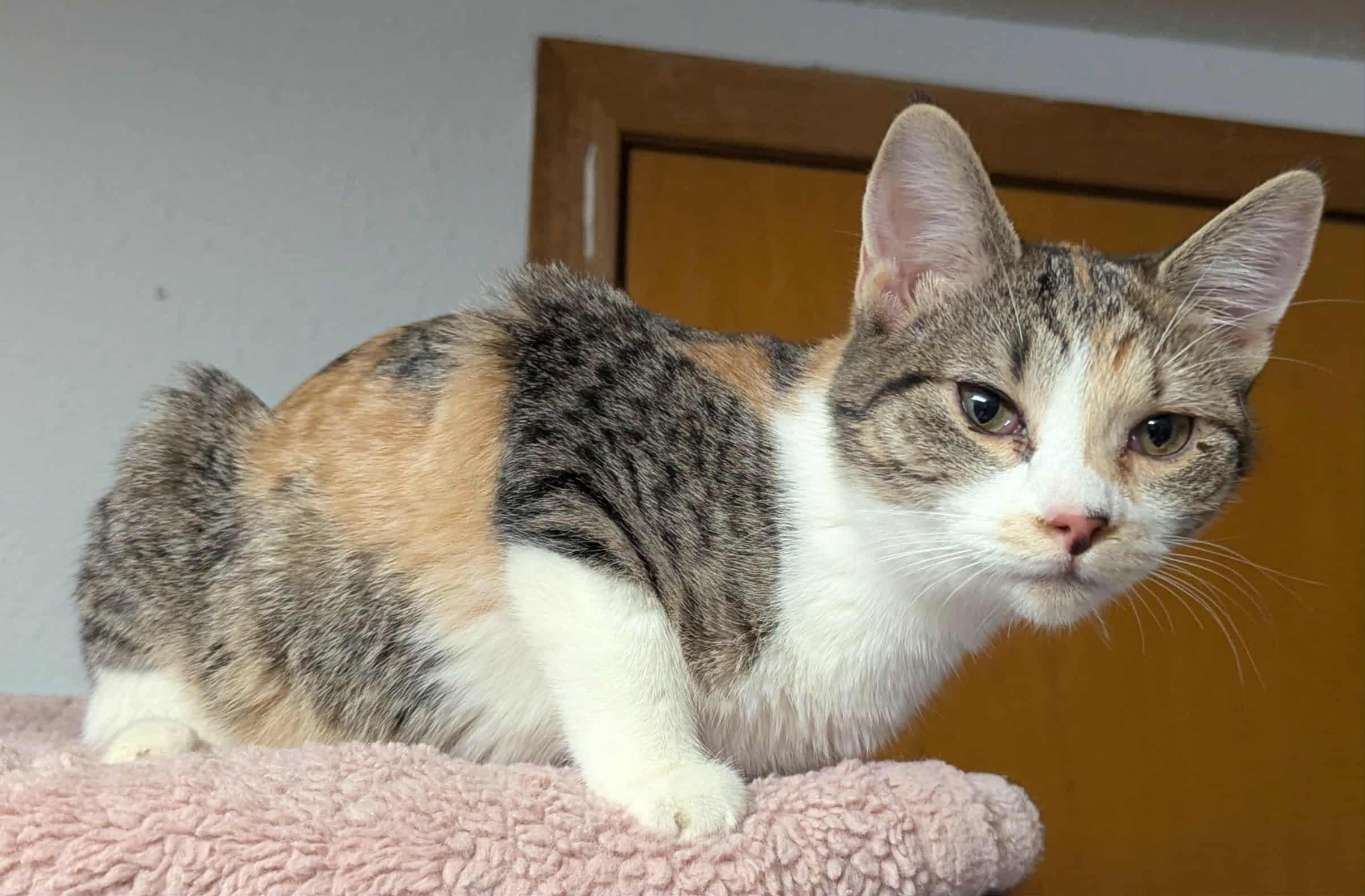 Peony, an adoptable Domestic Short Hair in Little Falls, MN, 56345 | Photo Image 2