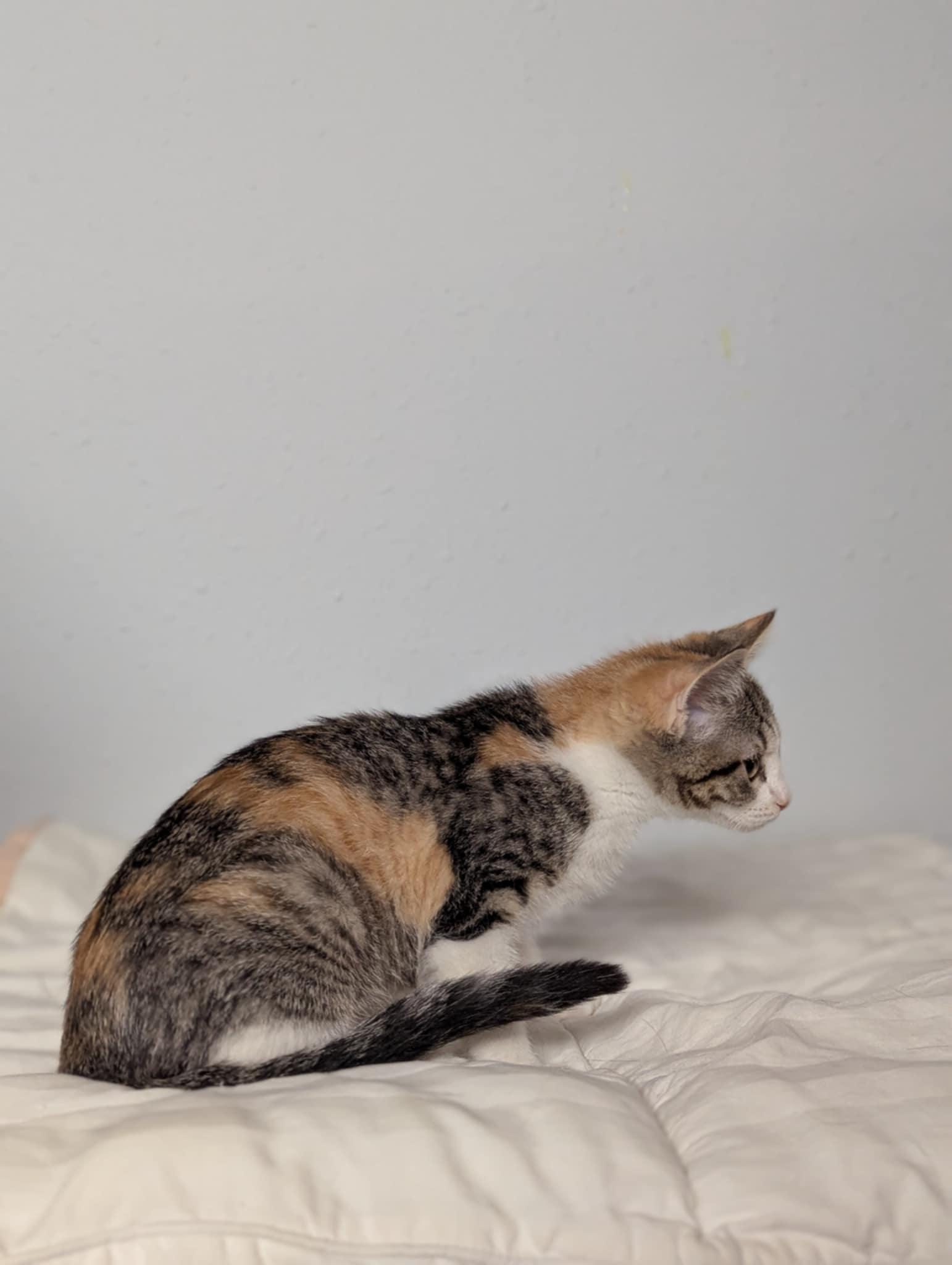 Enlarge Peony, a Adoptable Domestic Short Hair in Little Falls, MN image 5/5