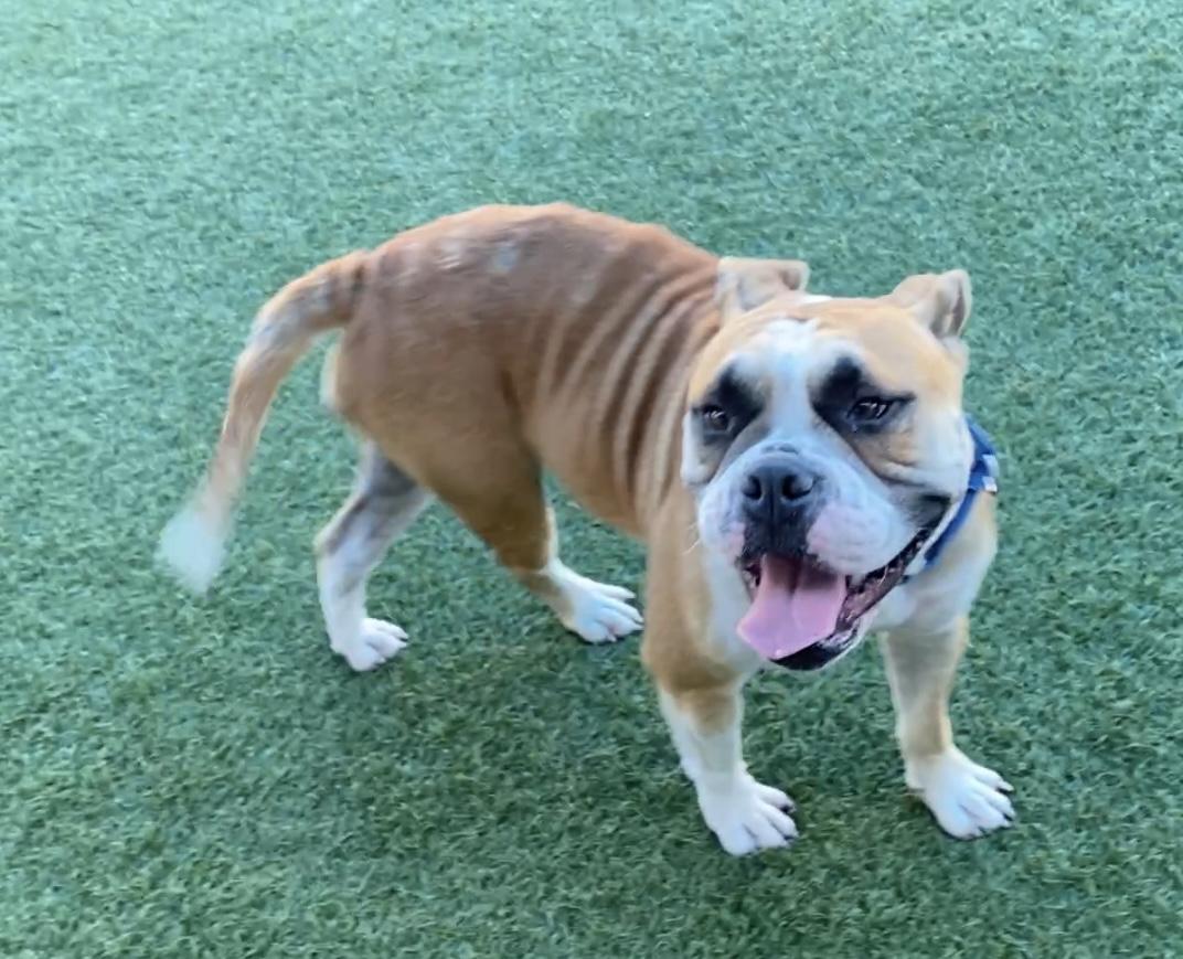 Doll **Courtesy Post. Out of town pet. See below for details**