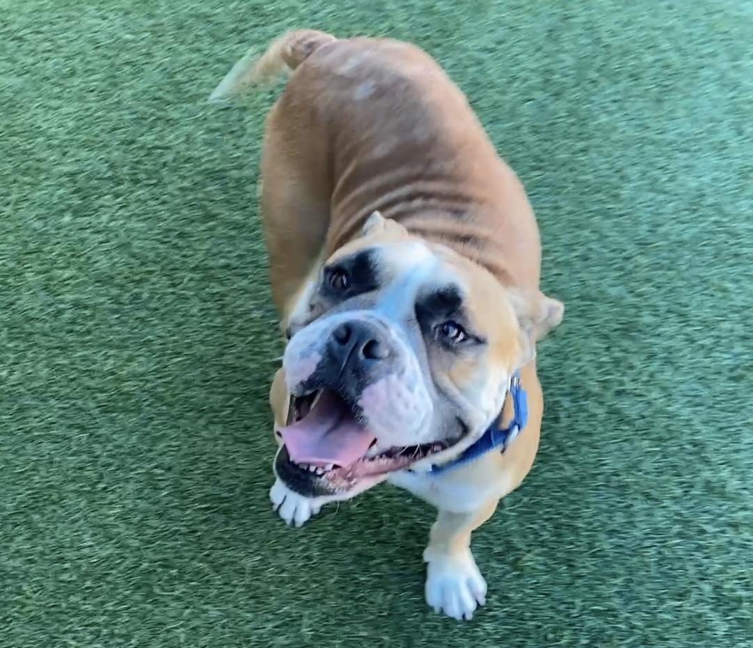 Doll **Courtesy Post. Out of town pet. See below for details**