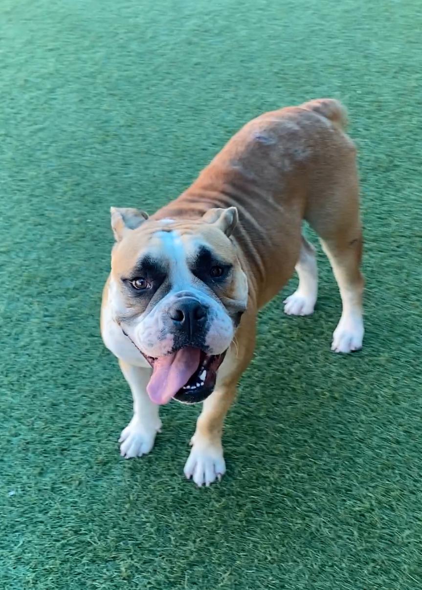 Doll **Courtesy Post. Out of town pet. See below for details**