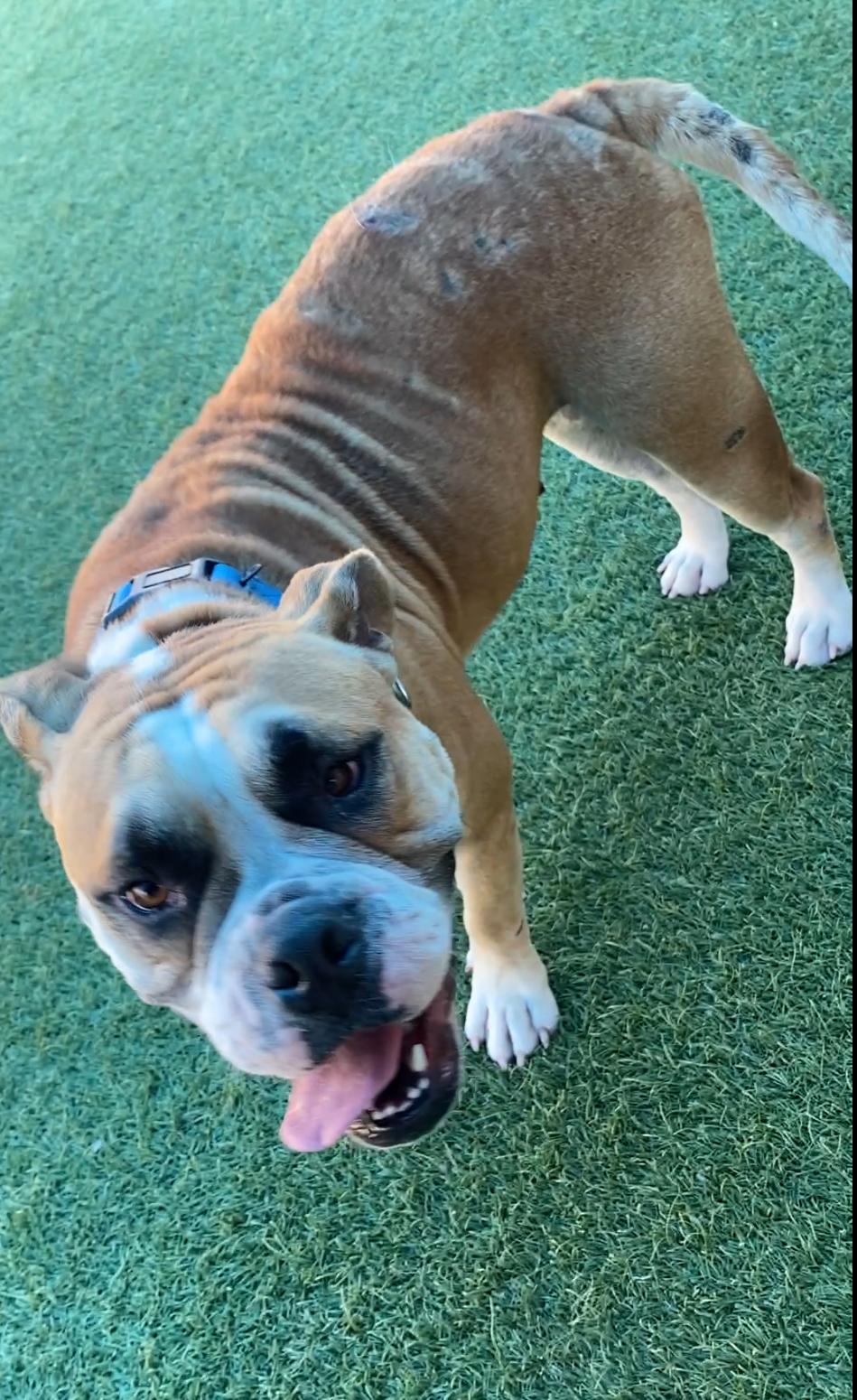 Doll **Courtesy Post. Out of town pet. See below for details**