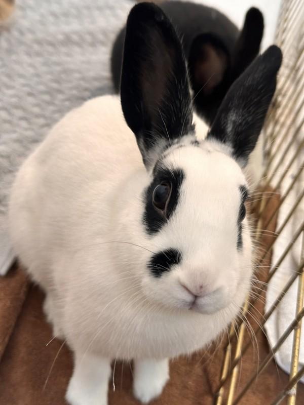 Mochi, Adoptable, Young Female Bunny Rabbit.