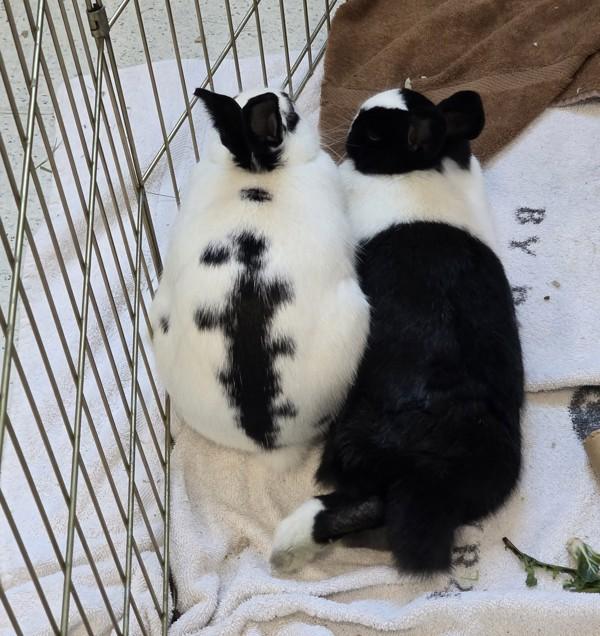 Enlarge Mochi, a Adoptable mixed breed in Santa Rosa, CA image 3/6