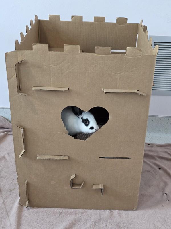 Enlarge Mochi, a Adoptable mixed breed in Santa Rosa, CA image 4/6