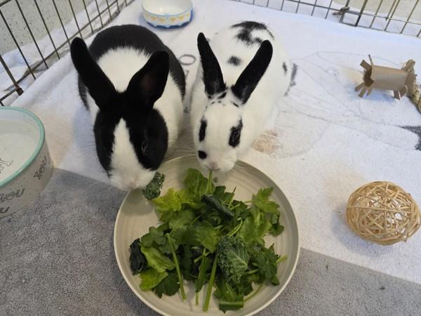 Enlarge Mochi, a Adoptable mixed breed in Santa Rosa, CA image 5/6