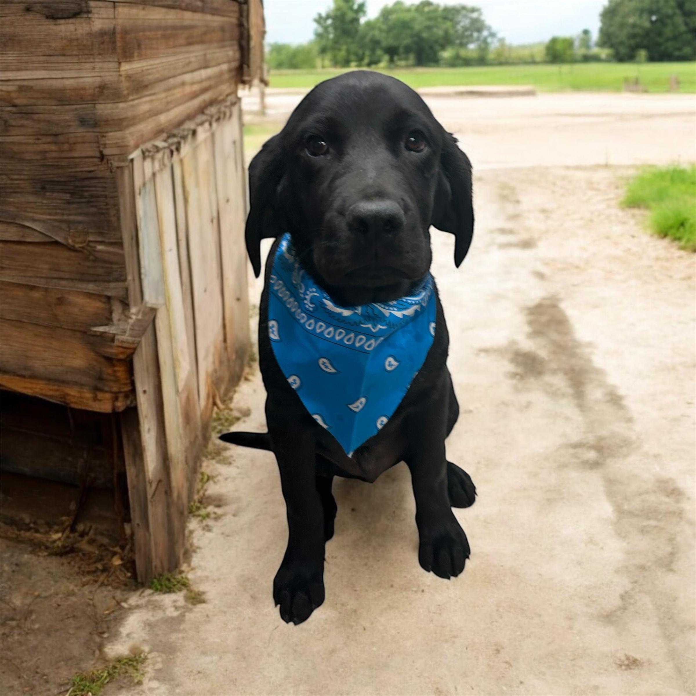 Coal photo 4