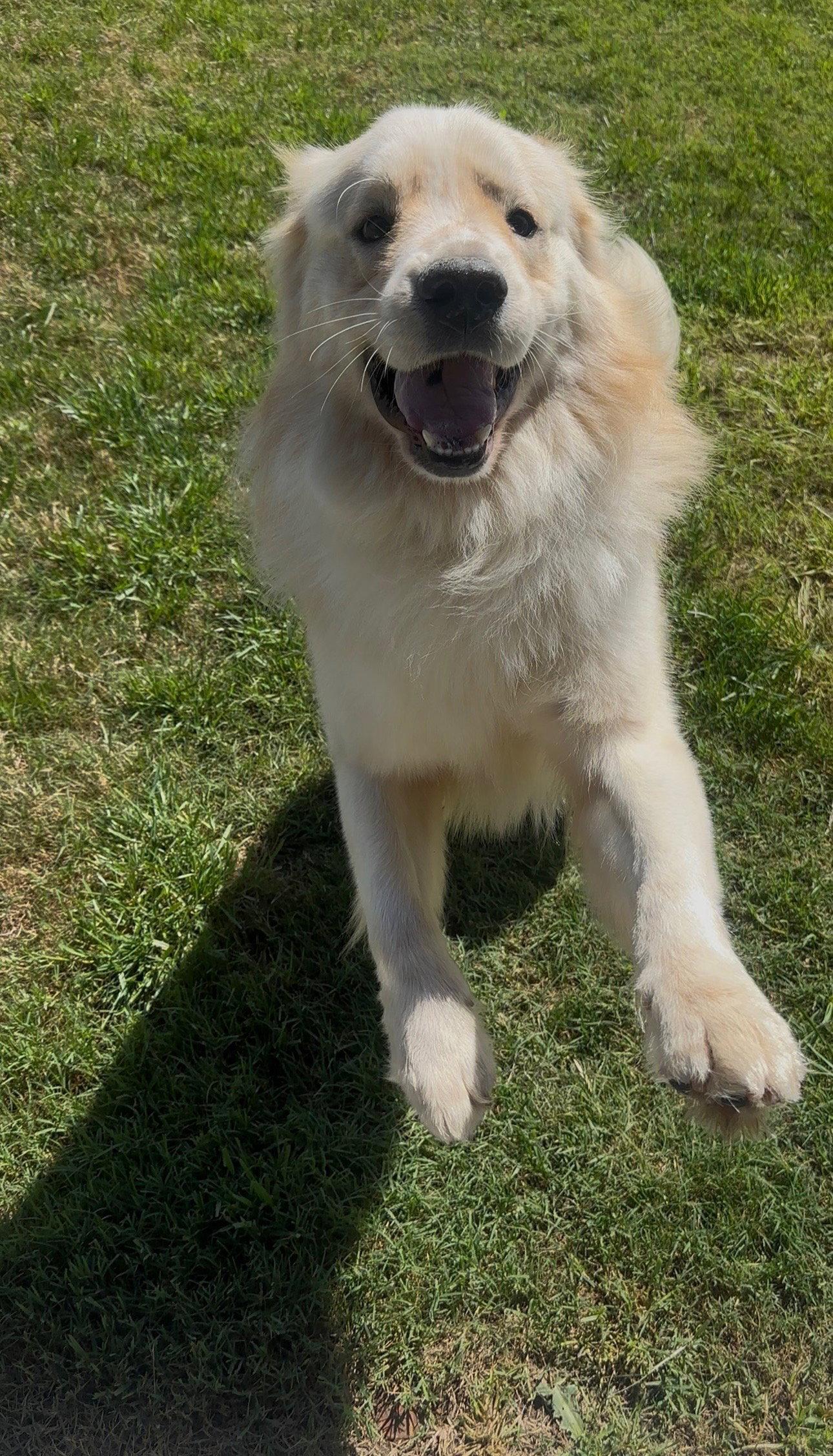 Sunny, Adoptable, Adult Male Great Pyrenees & Golden Retriever.