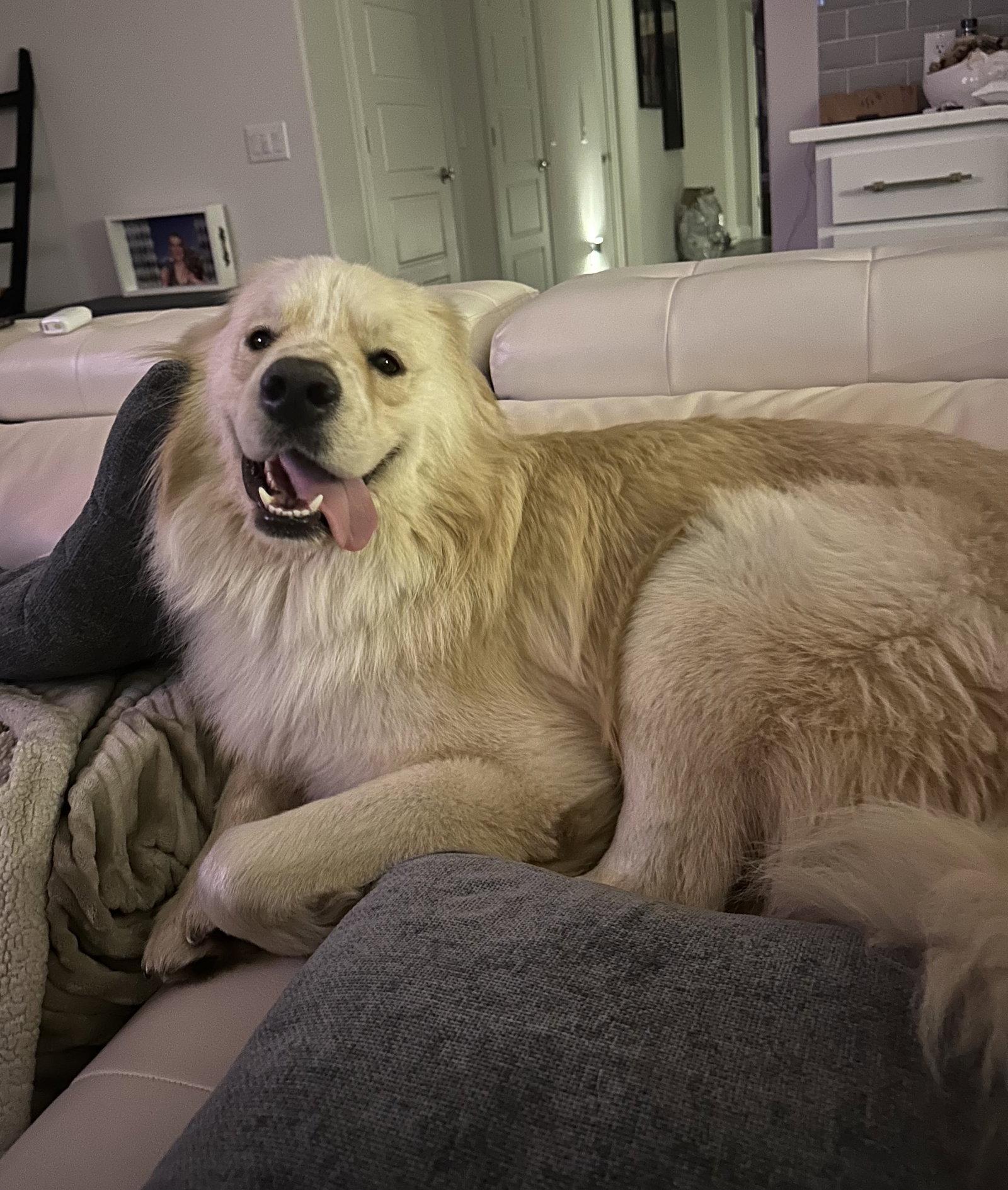Sunny, a Adoptable mixed breed in Garland, TX image 3/3