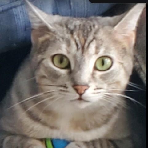 Misty, Adoptable, Adult Female Domestic Short Hair.