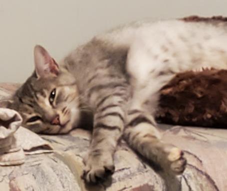 Enlarge Misty, a Adoptable Domestic Short Hair in Sterling Heights, MI image 2/2