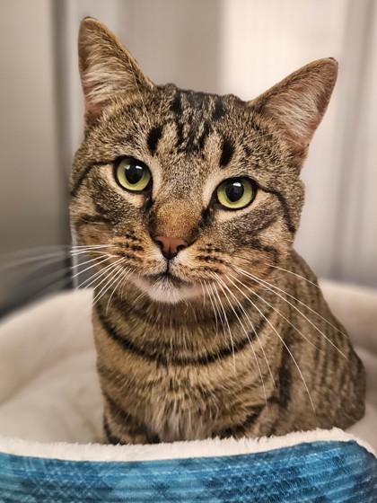 Boyardee, Adoptable, Adult Male Domestic Short Hair & Domestic Short Hair.