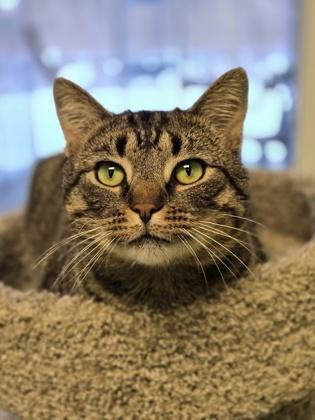 Enlarge Boyardee, a Adoptable mixed breed in Batavia, OH image 2/2