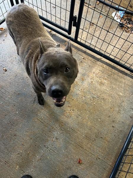 Anita, Adoptable, Adult Female Chow Chow.