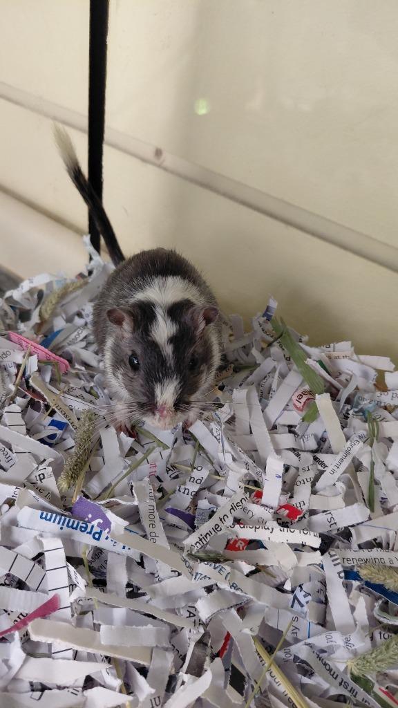 Enlarge Squeak, a Adoptable Gerbil in Cincinnati, OH image 1/1
