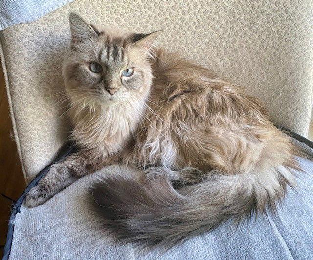 Pete, Adoptable, Senior Male Siamese & Domestic Long Hair.