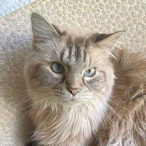 Pete, a Adoptable mixed breed in Shawnee, KS image 2/3