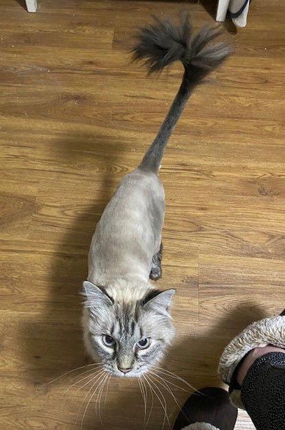 Pete, a Adoptable mixed breed in Shawnee, KS image 3/3