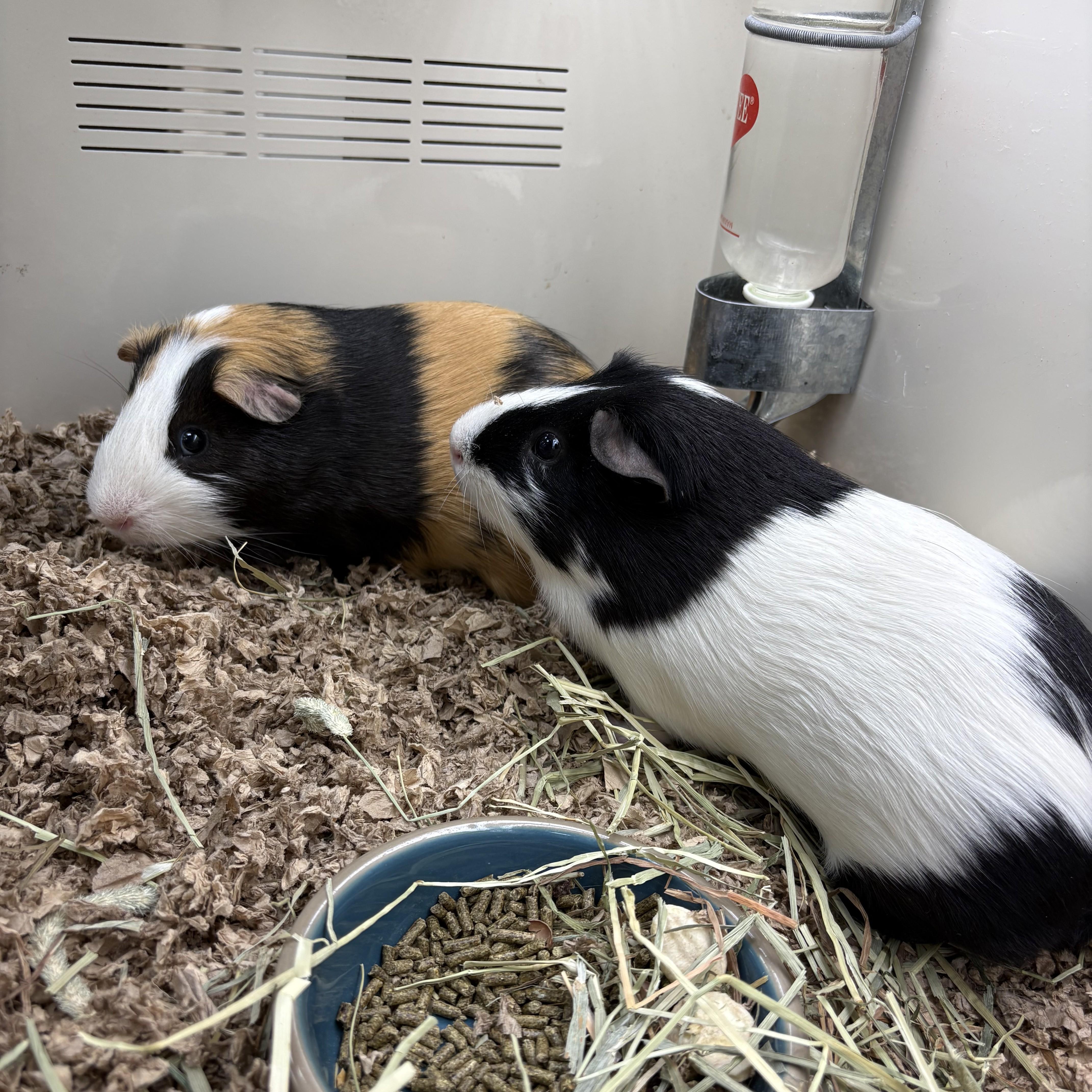 Oreo & Smores- 53093/53094, ADOPTABLE, Adult Male Guinea Pig.