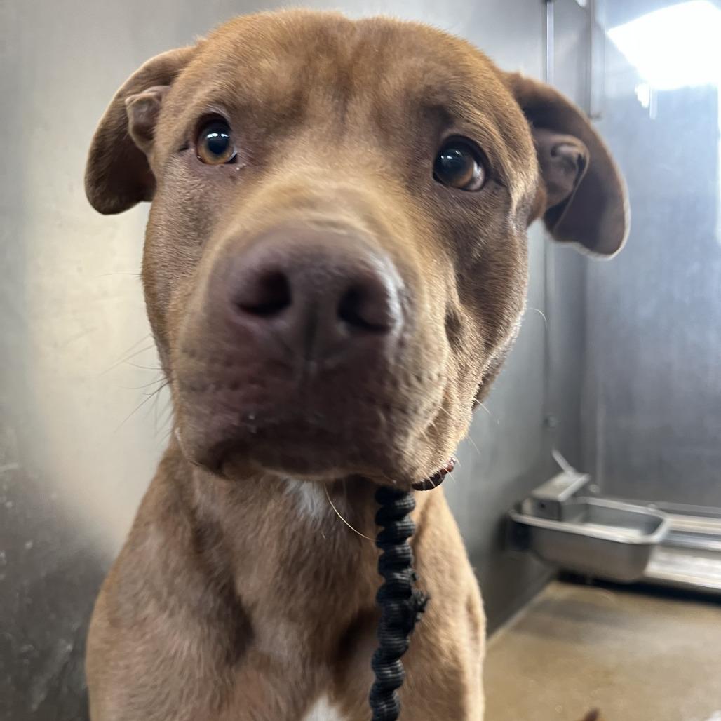 Toffee, Adoptable, Adult Male Pit Bull Terrier.