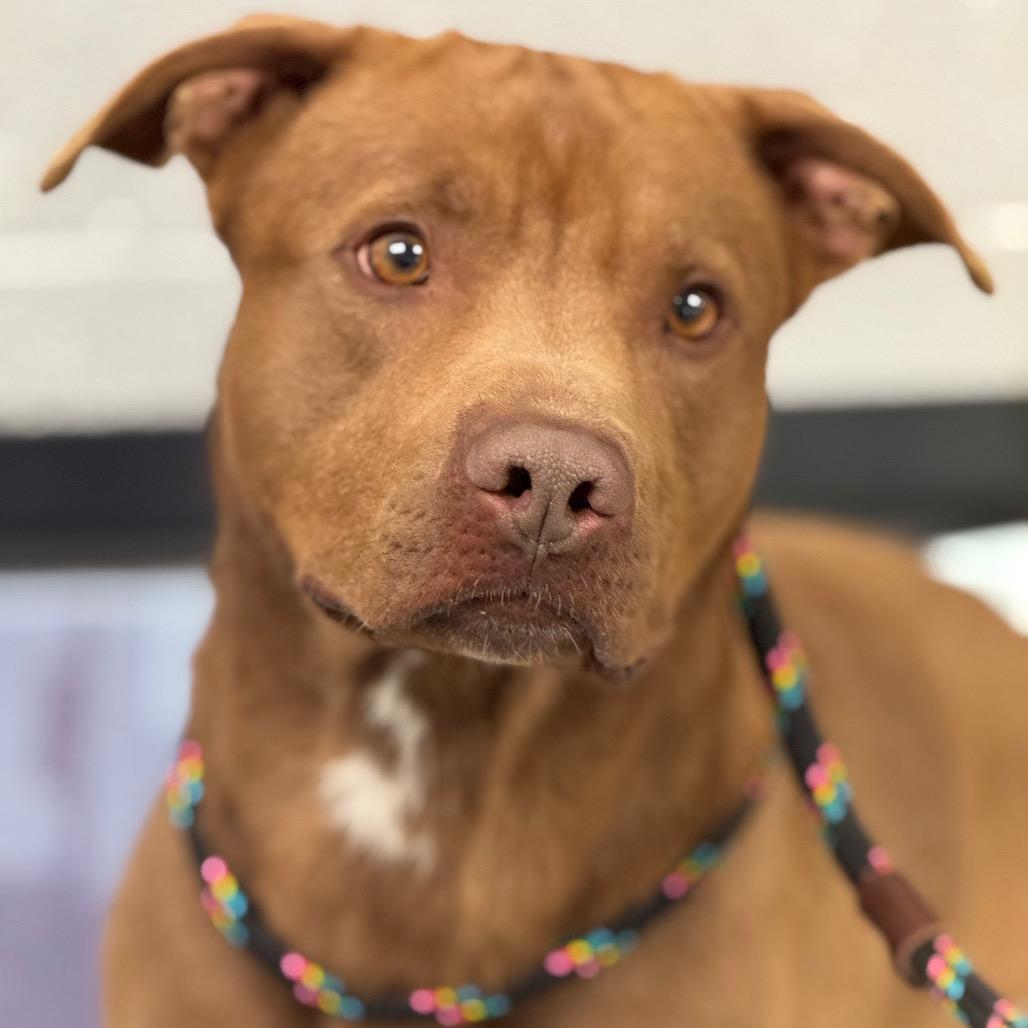 Enlarge Toffee, a Adoptable Pit Bull Terrier in York, PA image 2/6