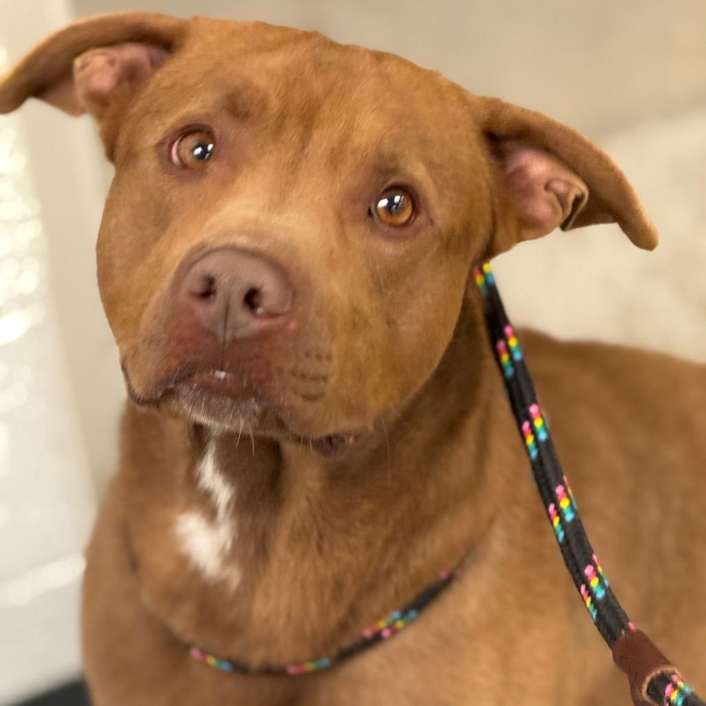 Enlarge Toffee, a Adoptable Pit Bull Terrier in York, PA image 3/6