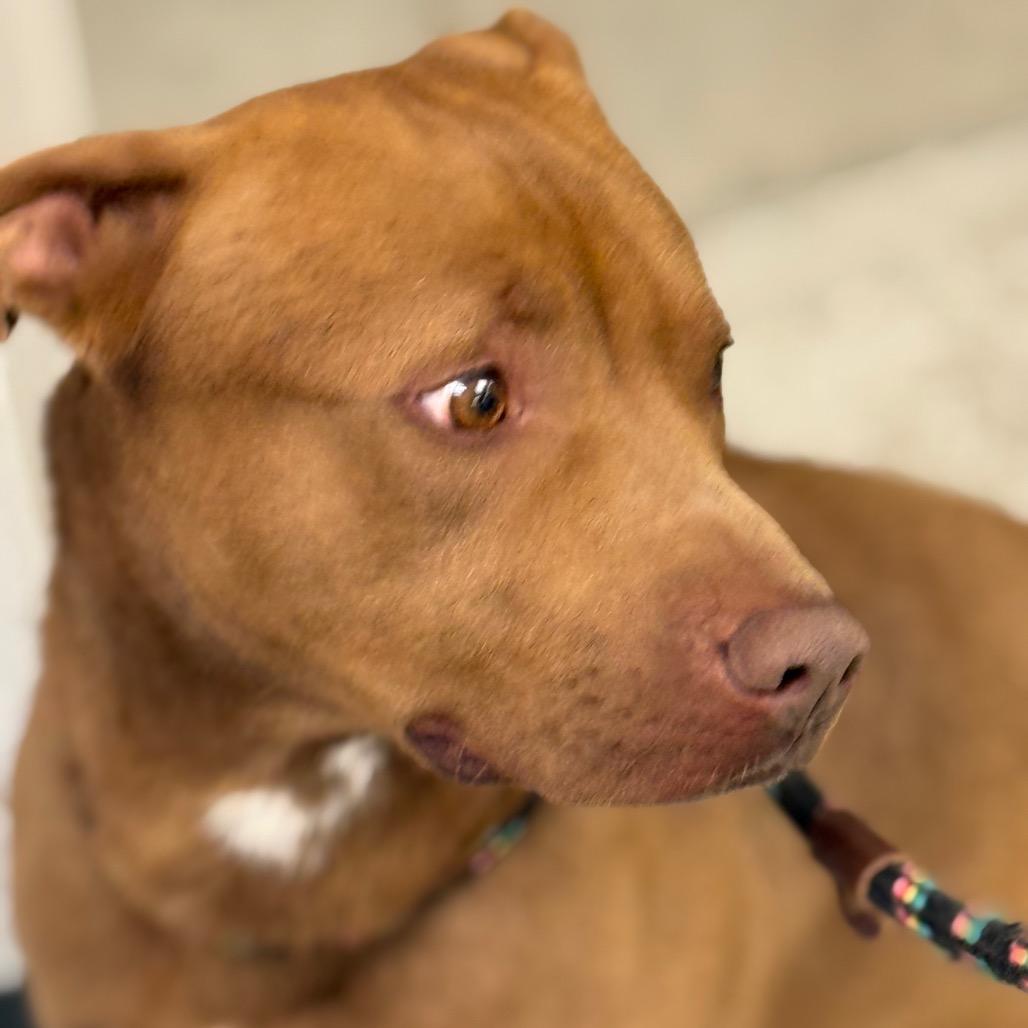 Enlarge Toffee, a Adoptable Pit Bull Terrier in York, PA image 4/6