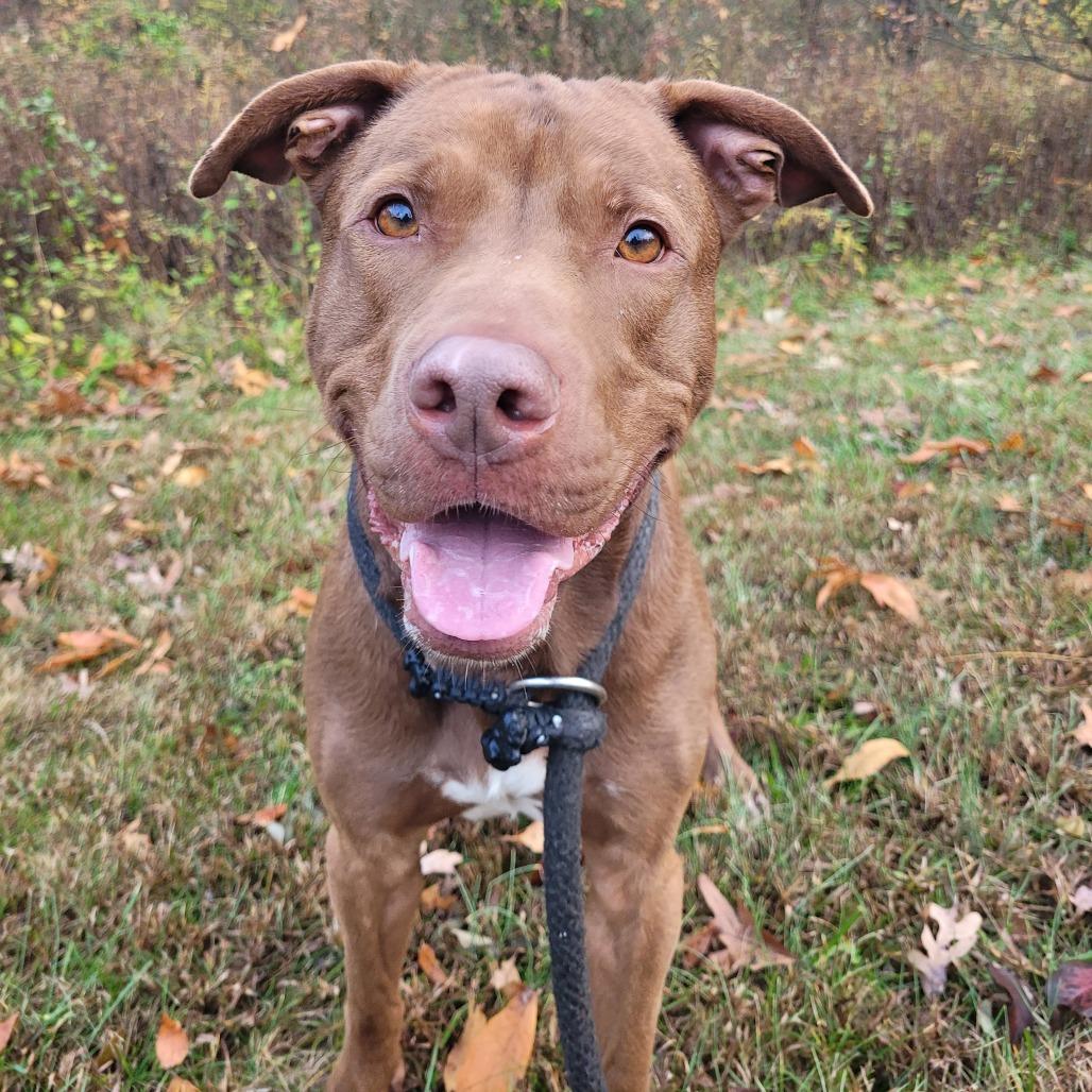 Enlarge Toffee, a Adoptable Pit Bull Terrier in York, PA image 5/6