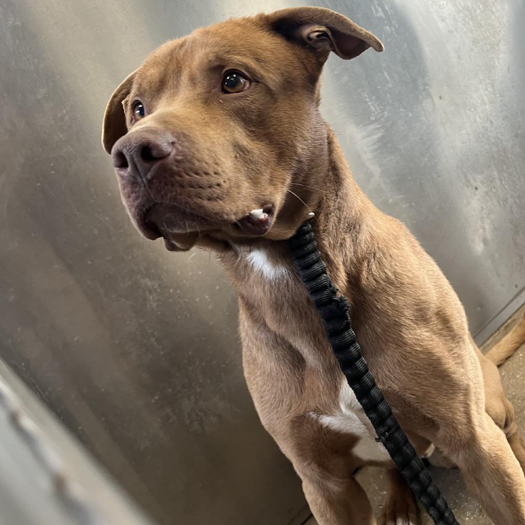 Enlarge Toffee, a Adoptable Pit Bull Terrier in York, PA image 6/6