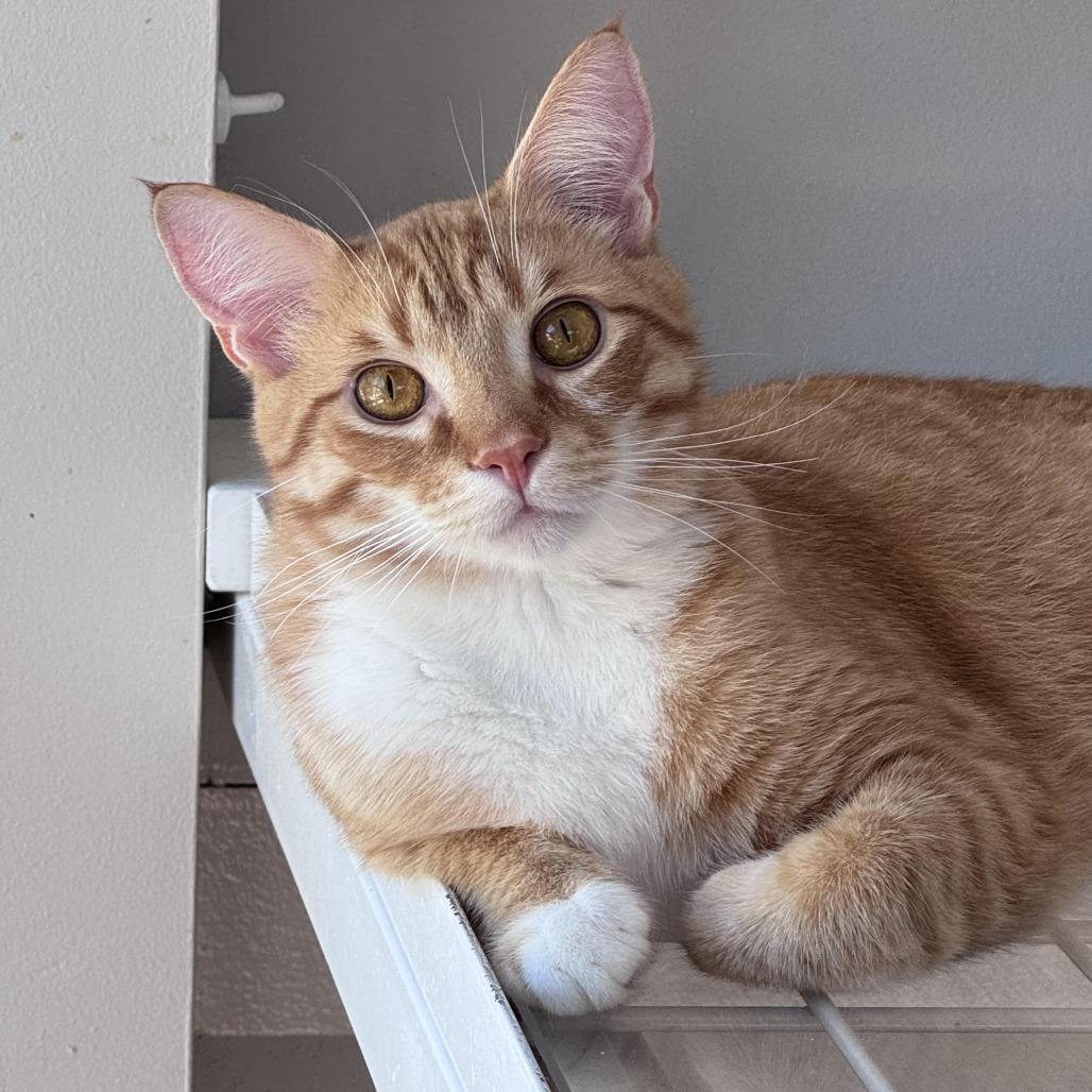 Hoss, a Adoptable Domestic Short Hair in Chapel Hill, NC image 2/6