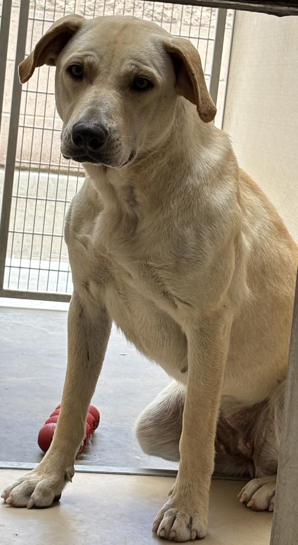 Brandy, Adoptable, Adult Female Labrador Retriever.