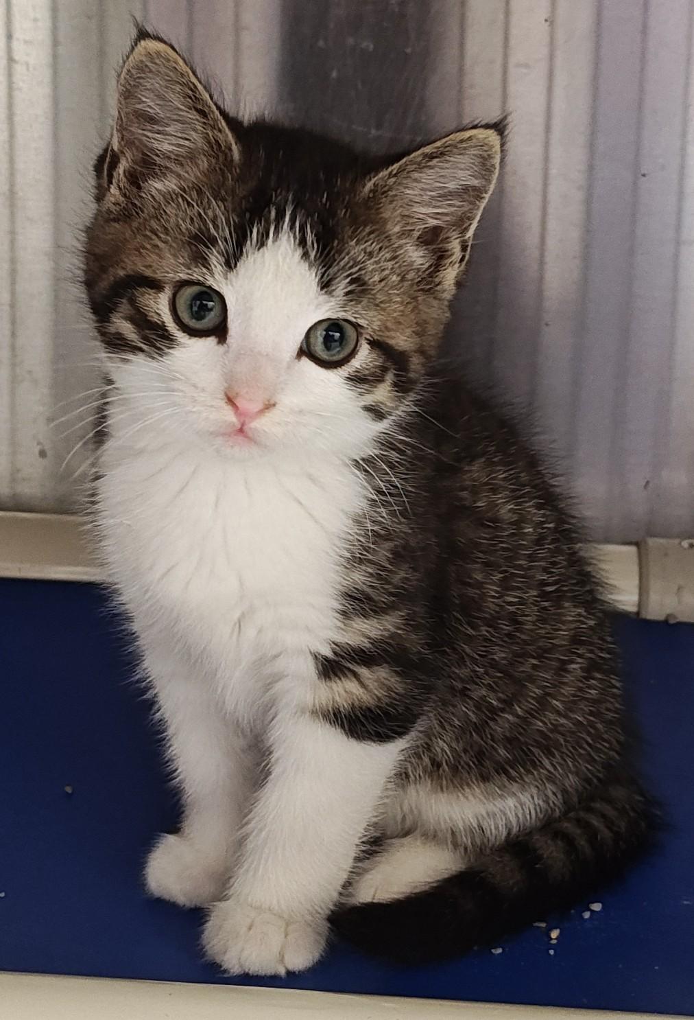 Elf, Adoptable, Young Male Domestic Short Hair.