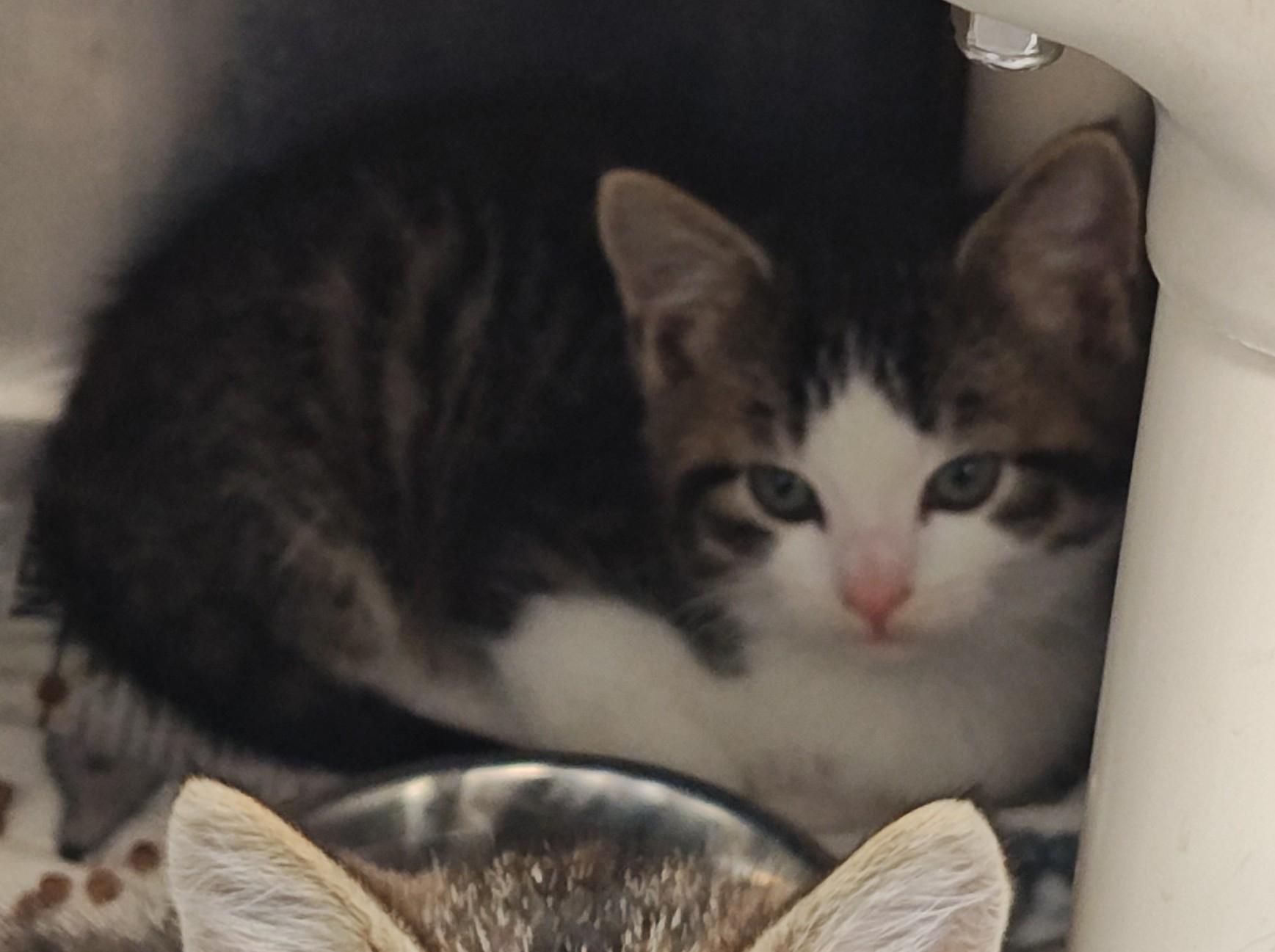 Enlarge Elf, a Adoptable Domestic Short Hair in Wahpeton, ND image 2/2